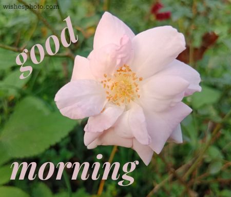 Good Morning Rose 17