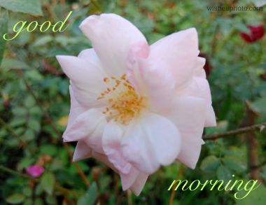 Good Morning Rose 19